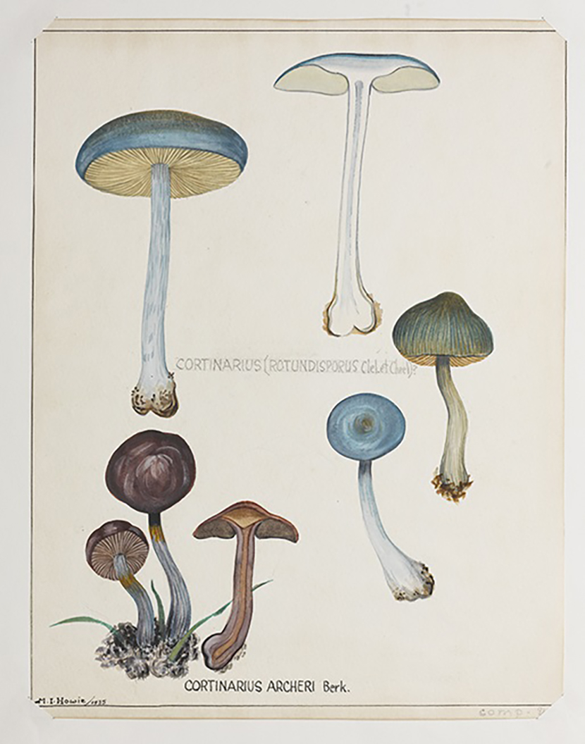 122 Critic Mushrooms