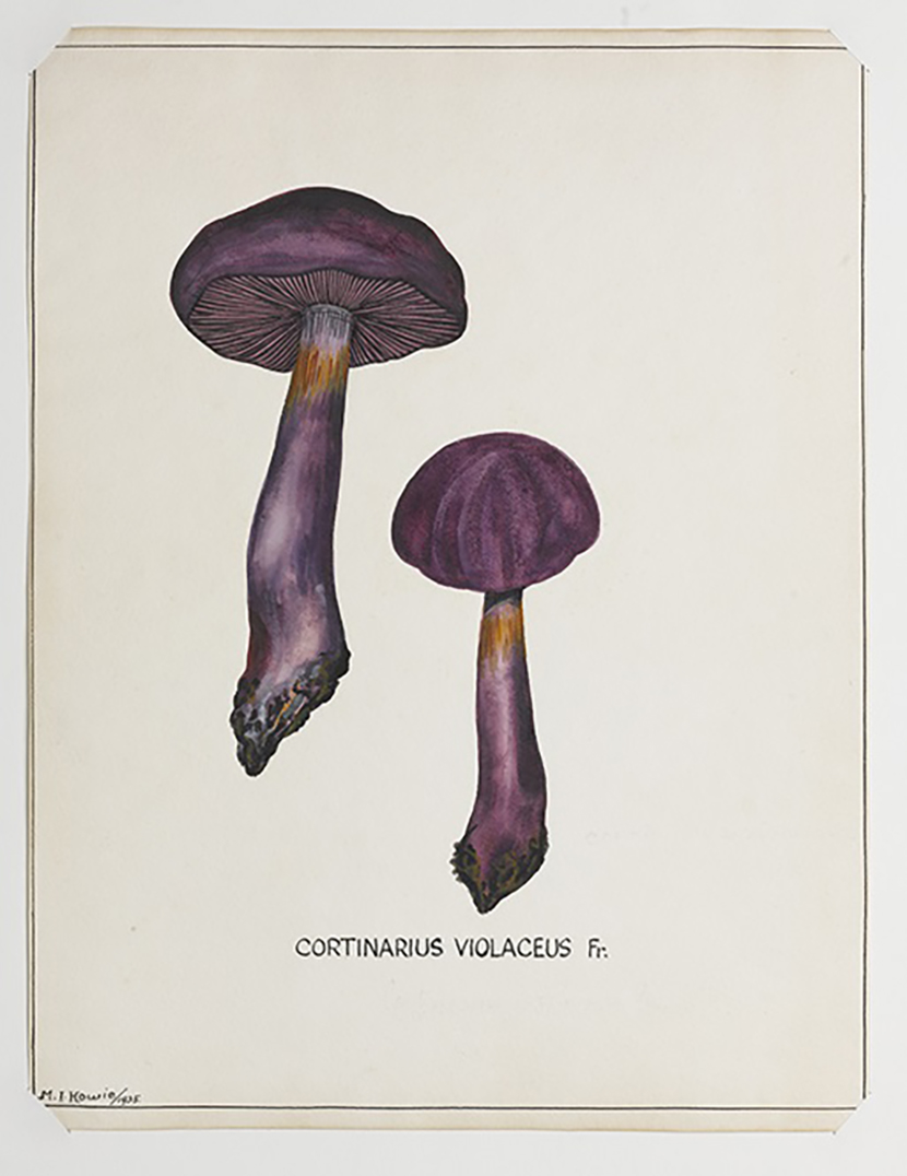 122 Critic Mushrooms